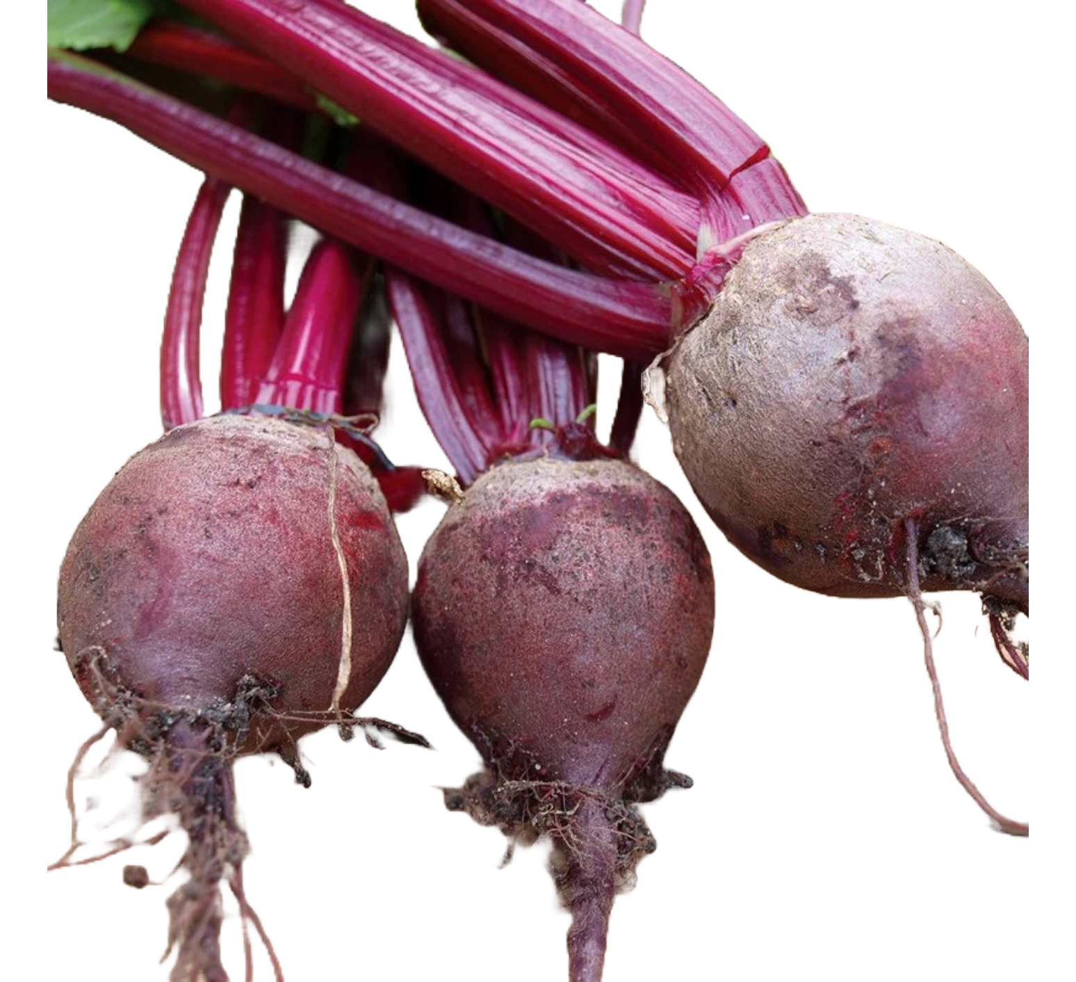Beets / Beetroot