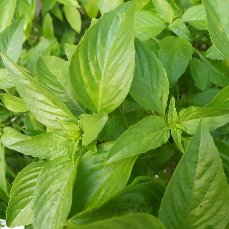 Basil Thai