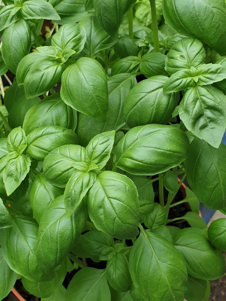 Basil Regular