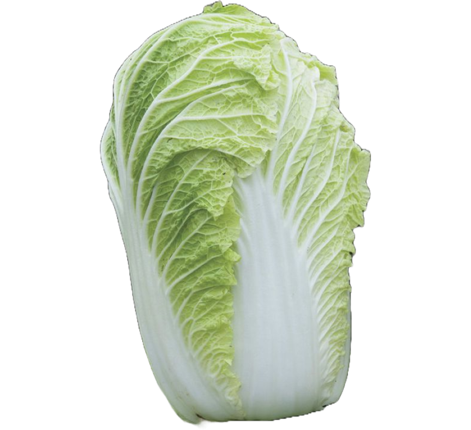 Chinese Cabbage