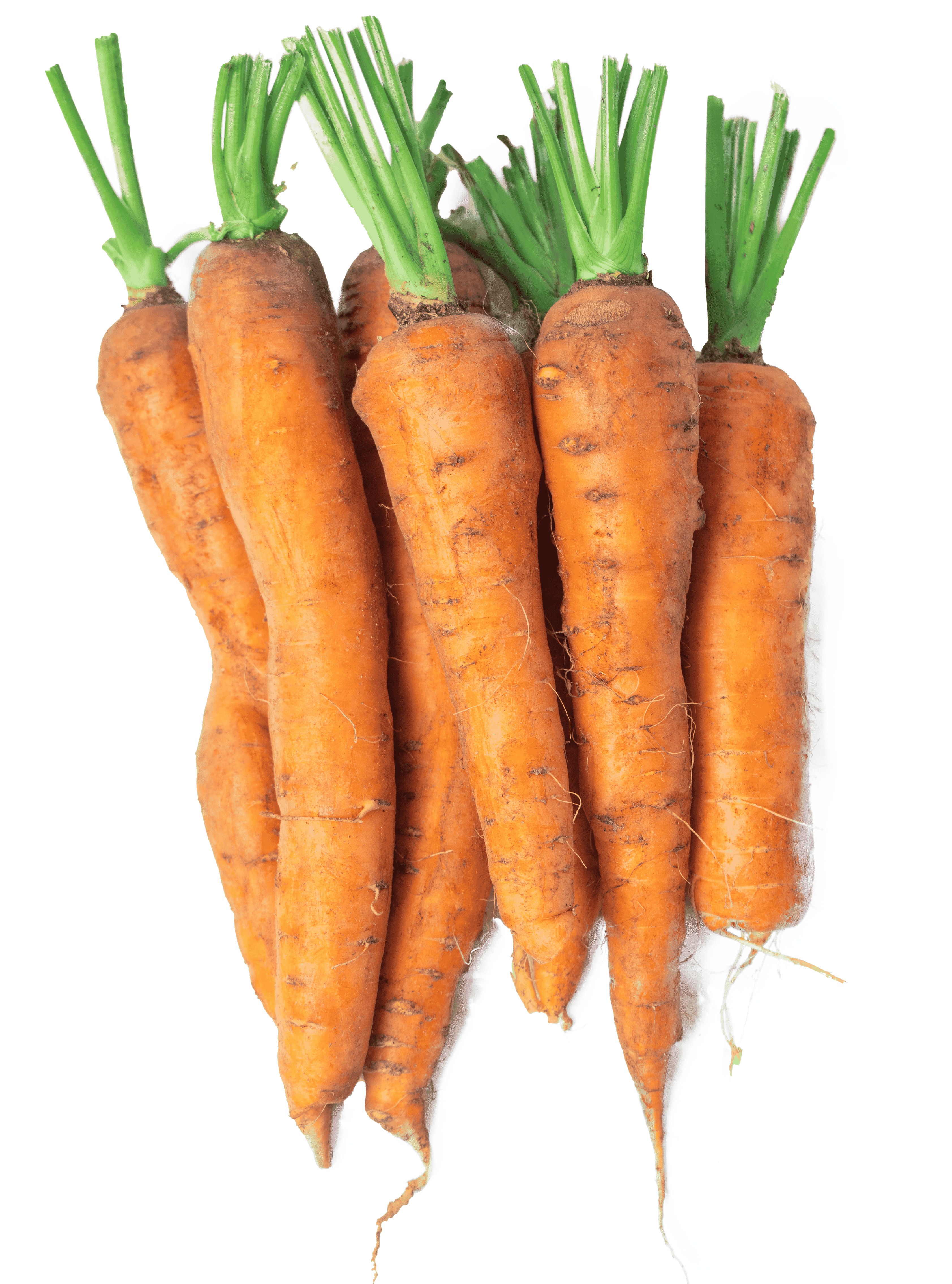 Carrot