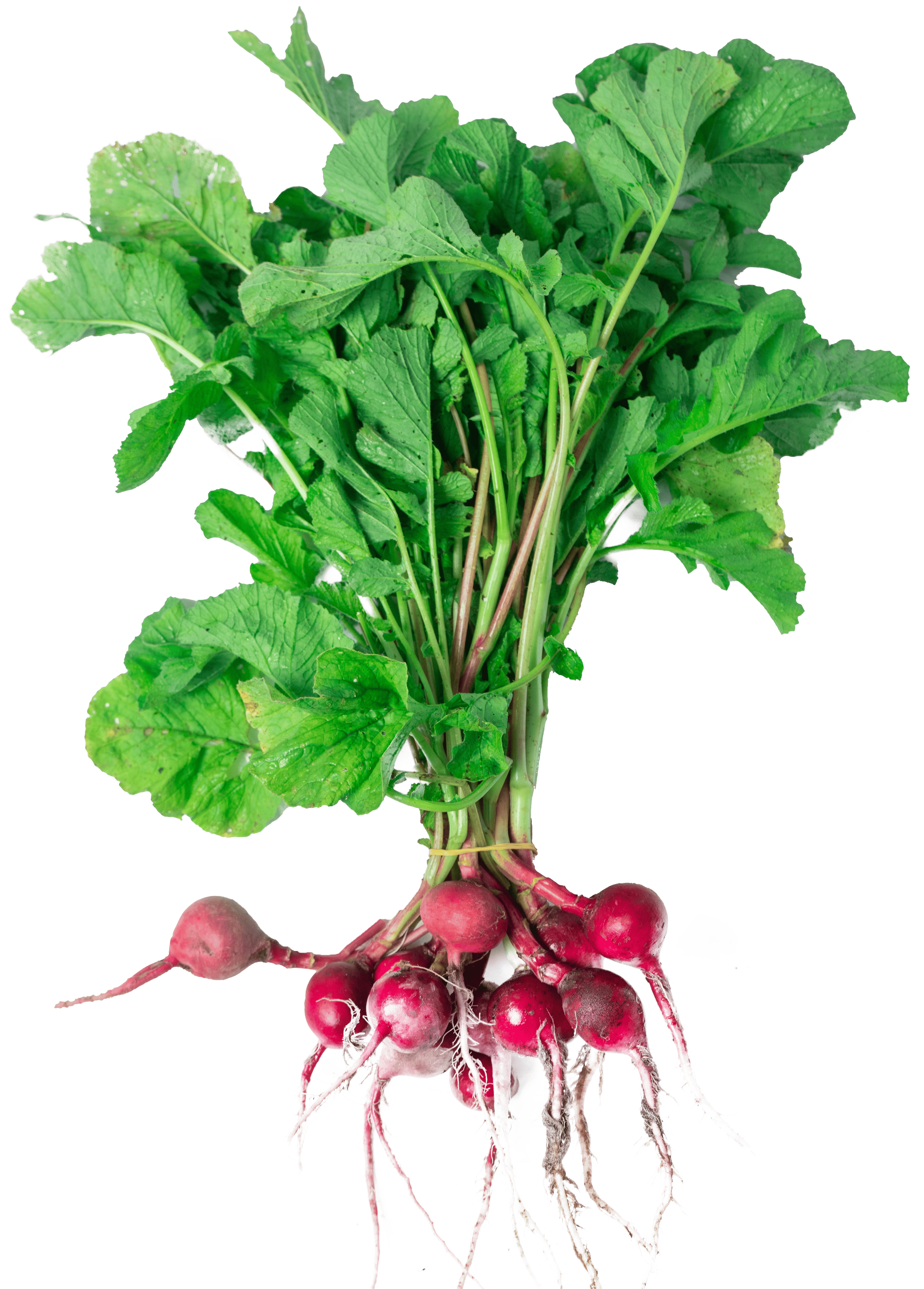 Radish (Red)