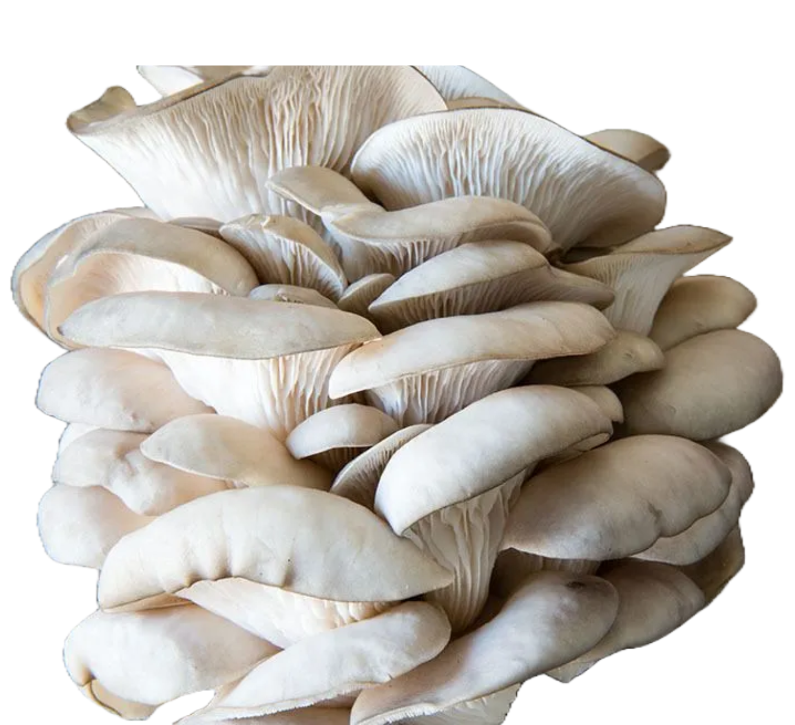 Mushrooms Oyster