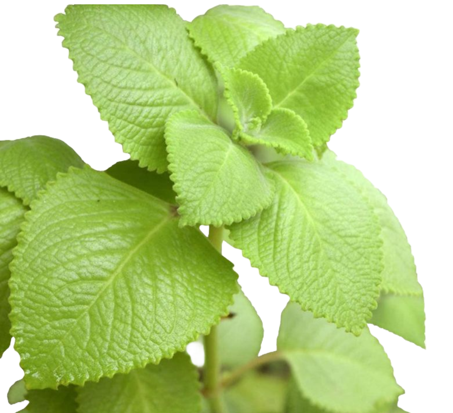 Oregano (Cuban)