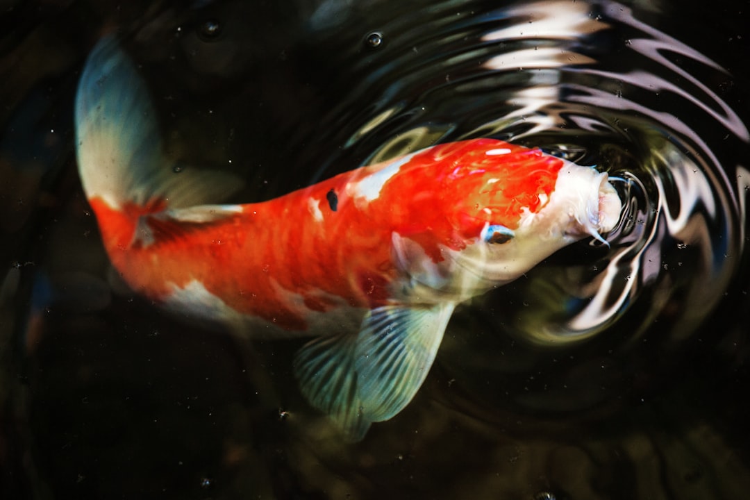 ELITE SANKE KOI (Standard Premium - 25–35 cm · 10–14 inches)