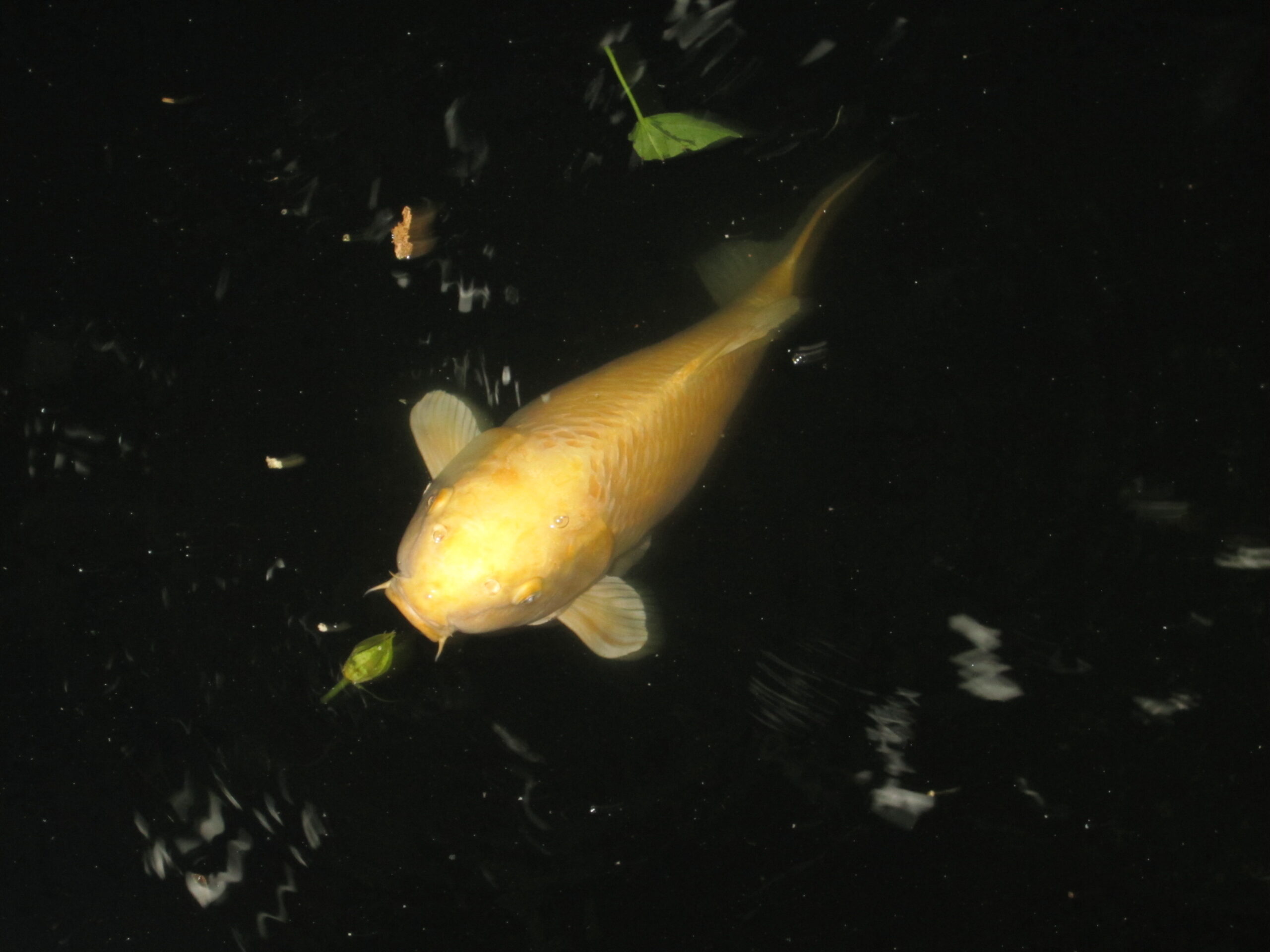 YAMABUKI KOI (Premium Showcase - 35–45 cm · 14–18 inches)