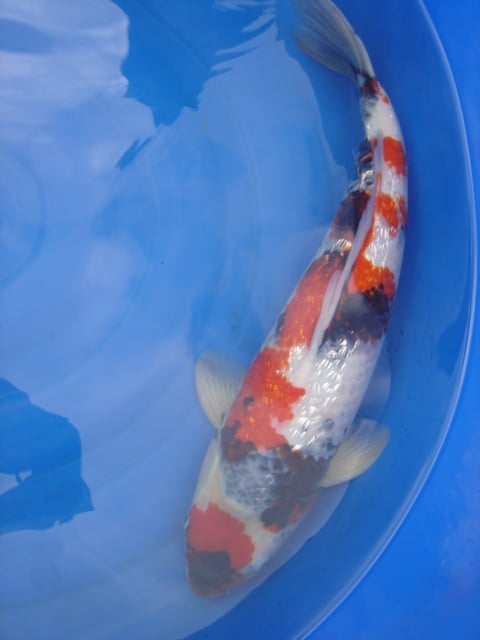 SHOWA KOI (Standard Premium - 25–35 cm · 10–14 inches)
