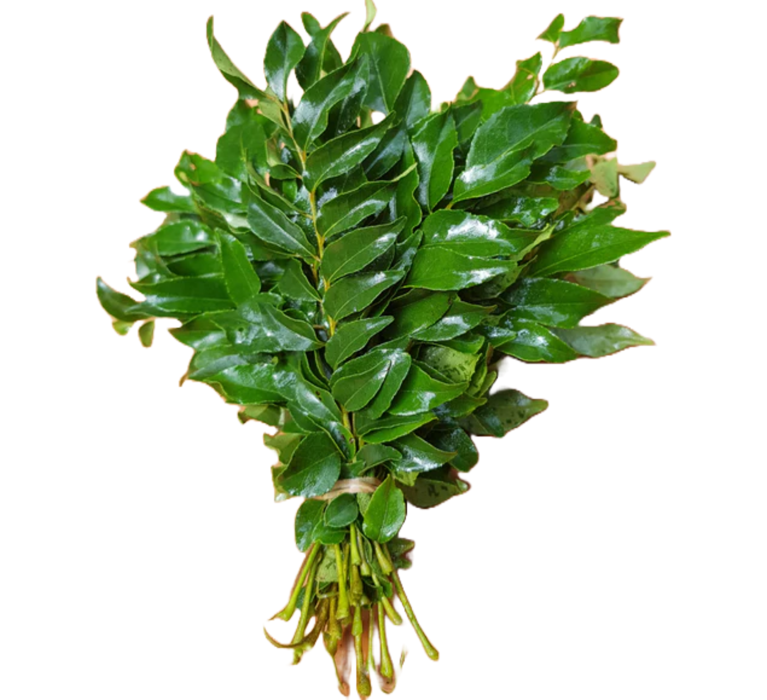Curry Leaves