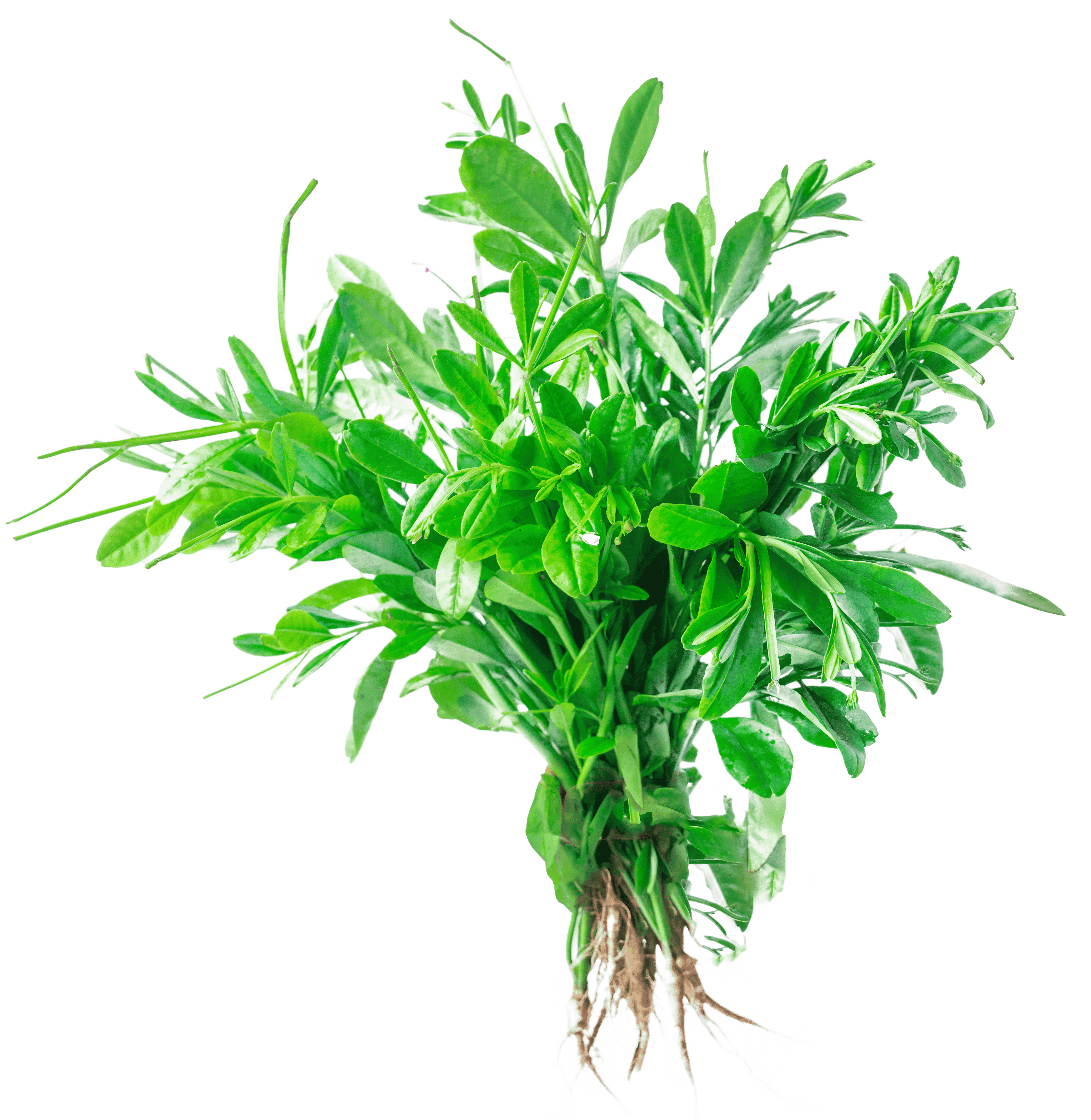 Bokoboko (Waterleaf)