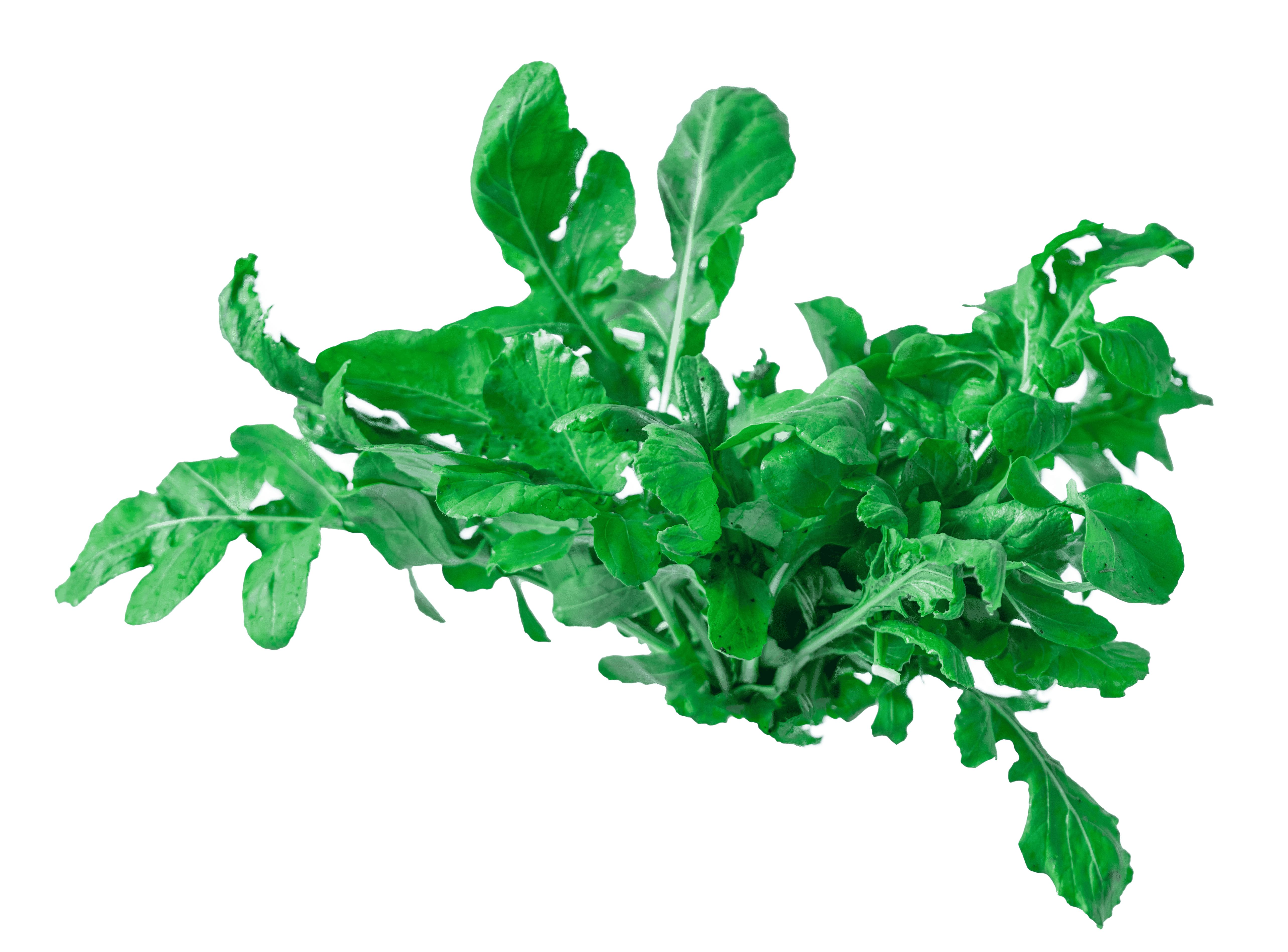 Arugula (Rocket)