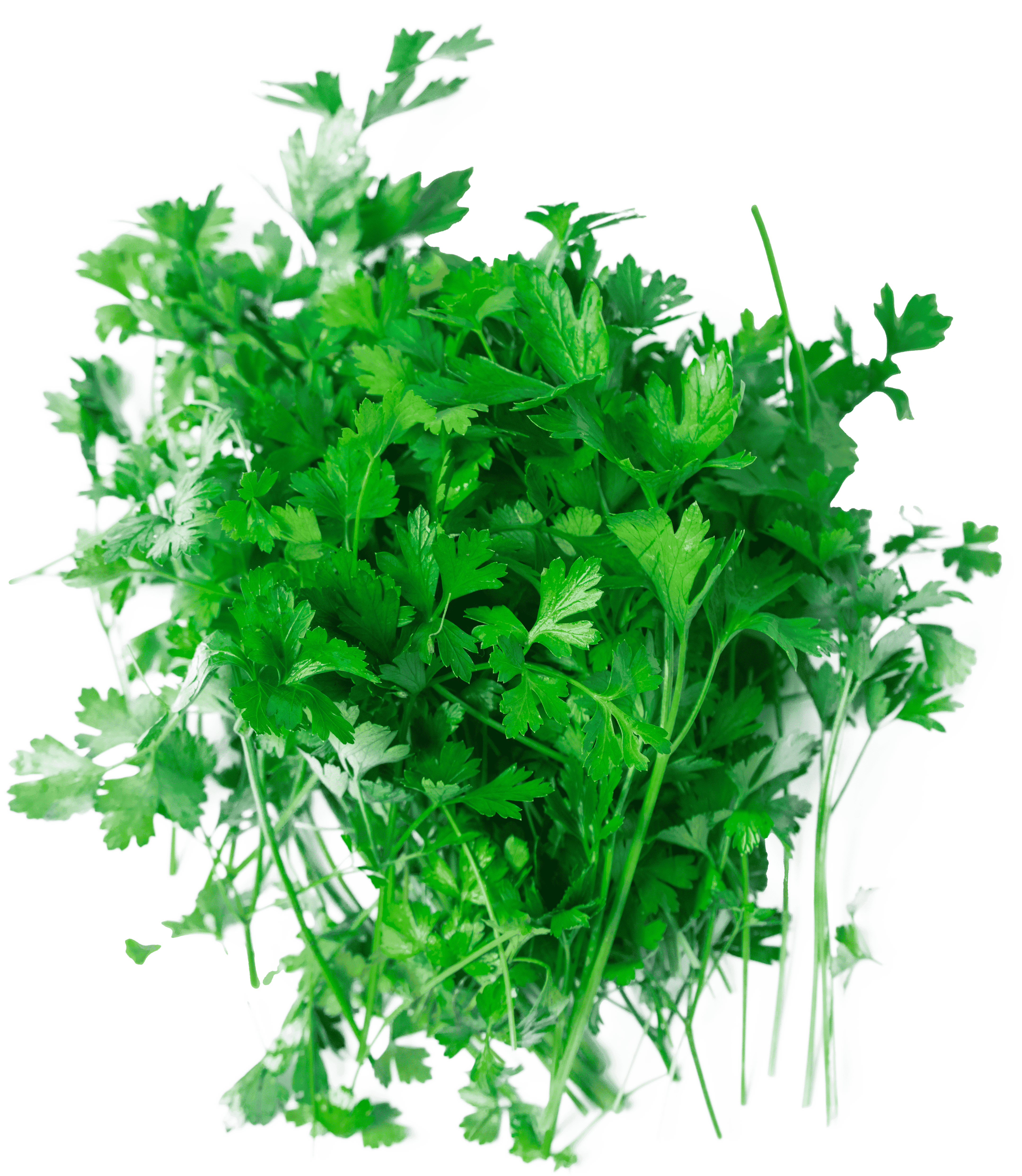 Parsley