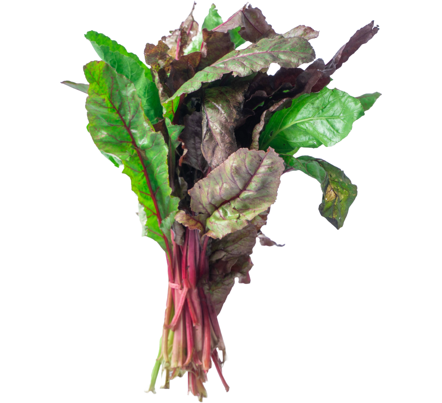 Swiss Chard