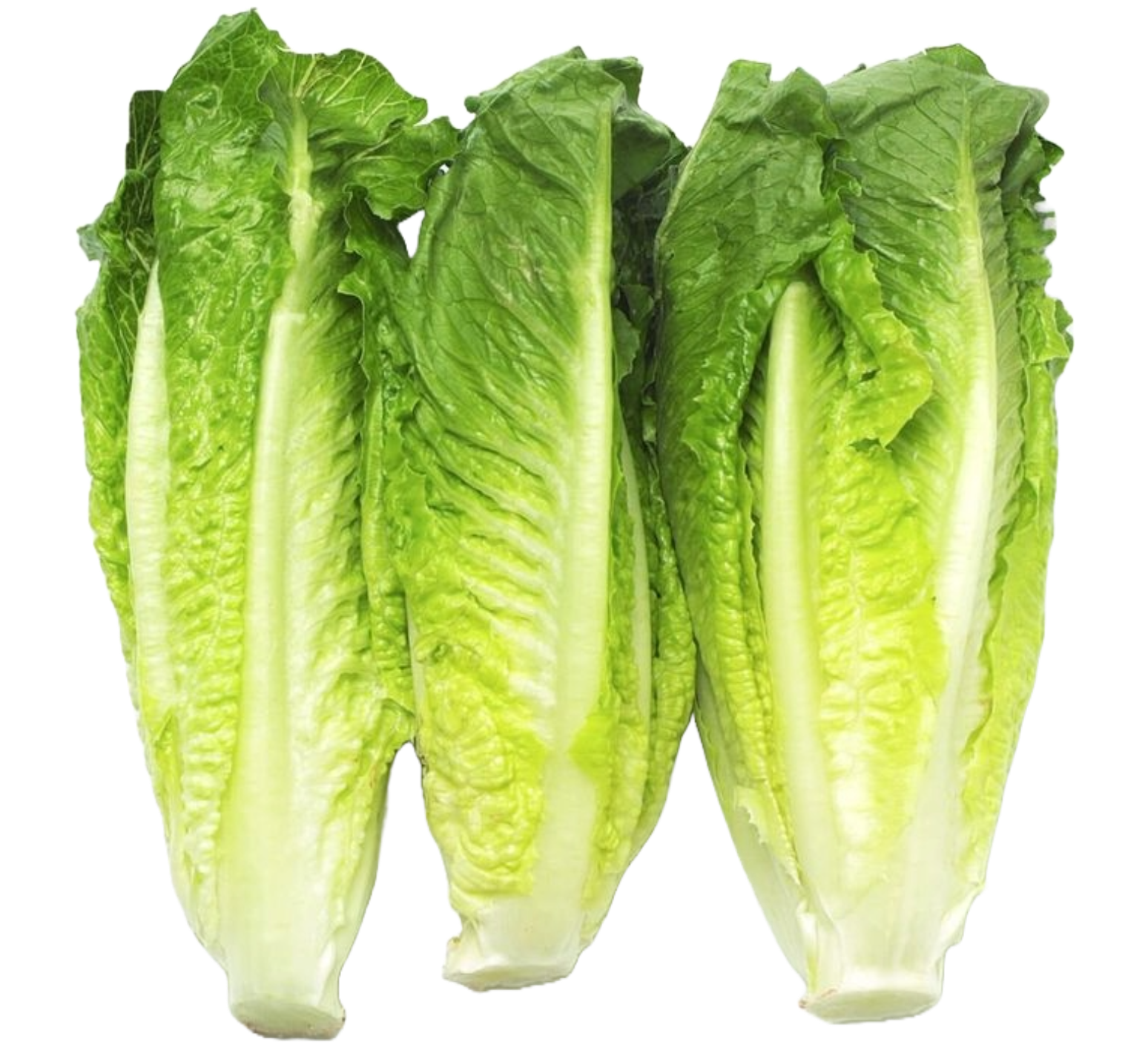 Lettuce Romain
