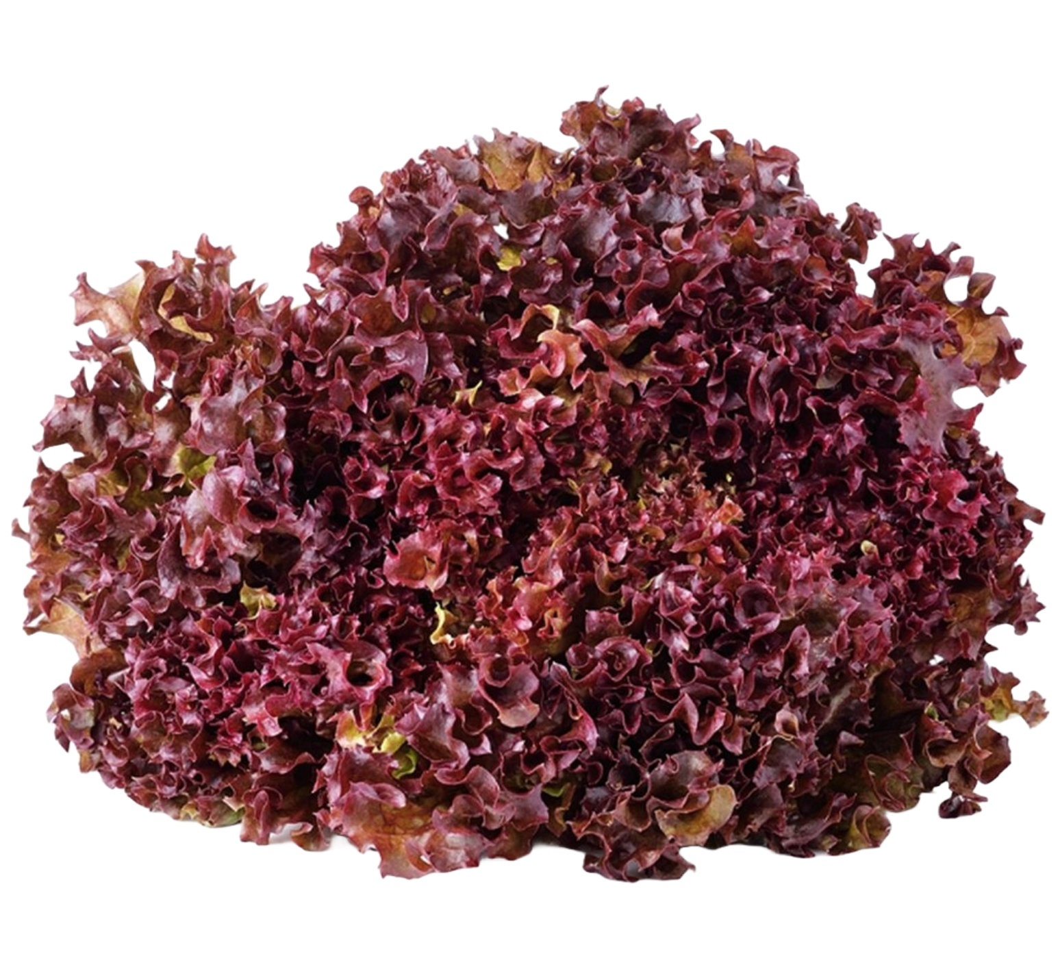 Lettuce Red